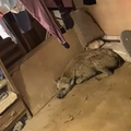 Why wild animals enter homes, and how to stop them