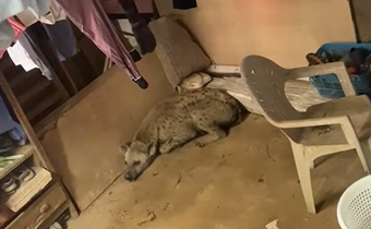 Why wild animals enter homes, and how to stop them