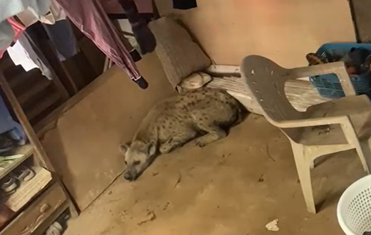 Why wild animals enter homes, and how to stop them